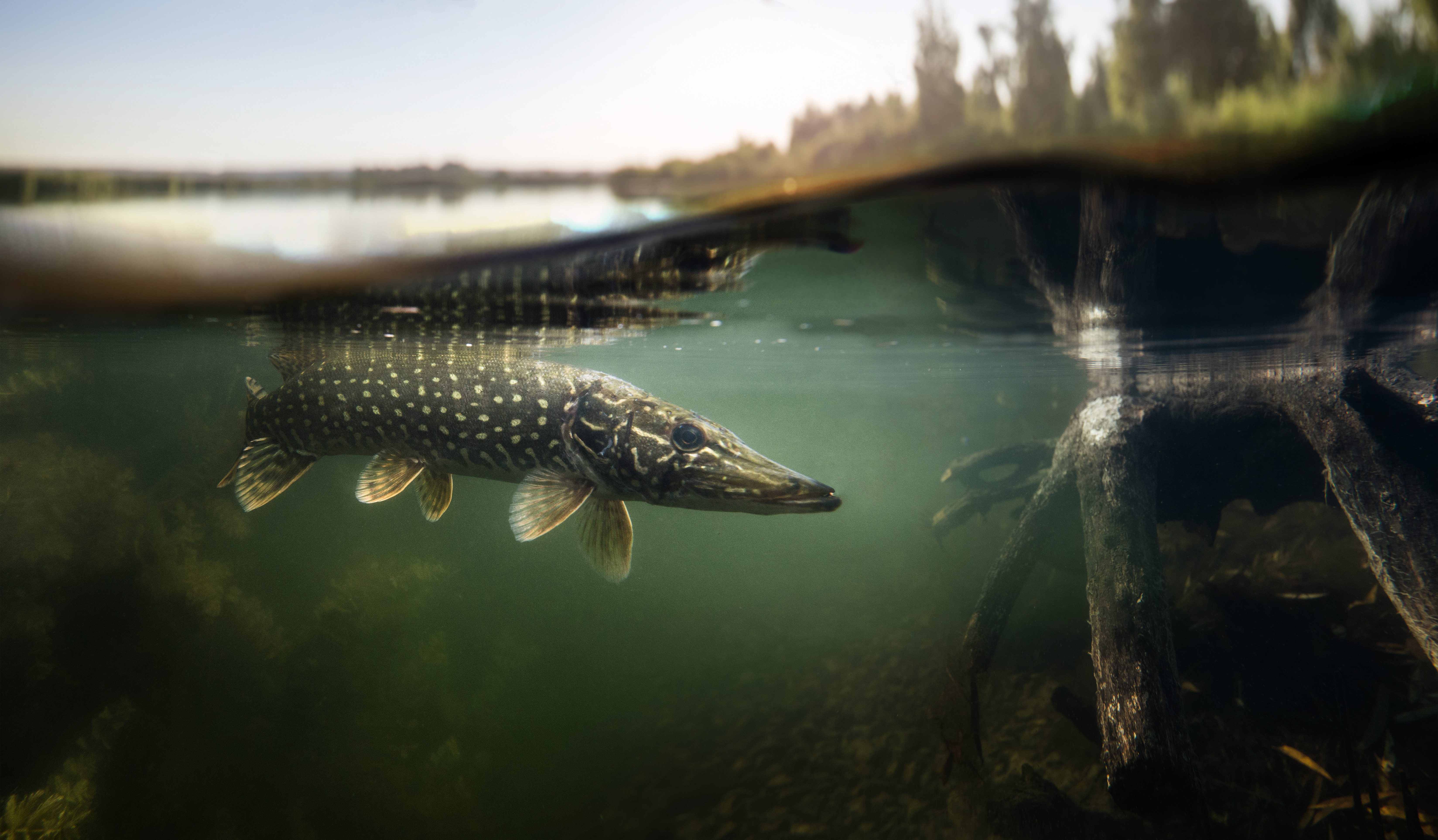 Procido’s Kathy Hodgson-Smith Discusses Metis Hunting and Fishing Rights on the Evan Bray Show